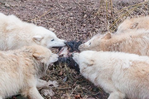 Arctic wolf (Canis lupus arctos), pack of wolves, eating, prey, sheep, forest, captive