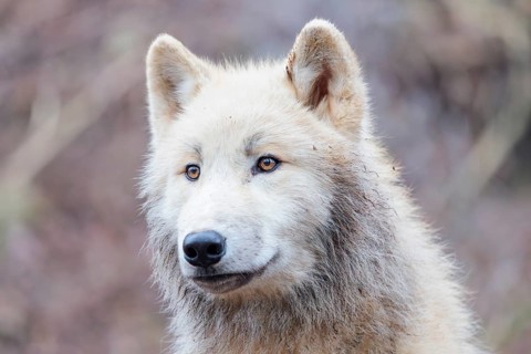 Portrait of an Arctic wolf (Canis lupus arctos). Captive