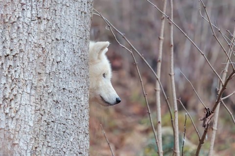 Arctic wolf (Canis lupus arctos), one animal, hiding behind a tree, forest, head, side view,