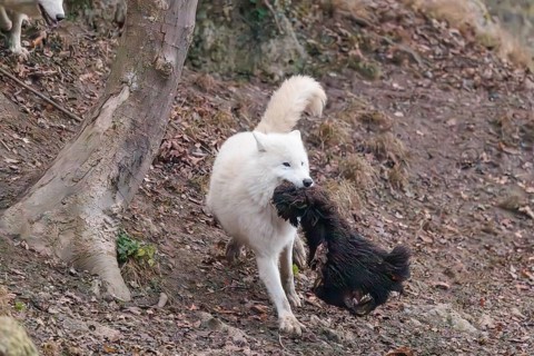 Arctic wolf (Canis lupus arctos), one animal, running, prey, sheep, forest, escape from the pack,