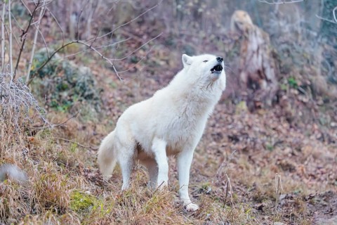 Arctic wolf (Canis lupus arctos), one animal, howling, forest, side view, captive
