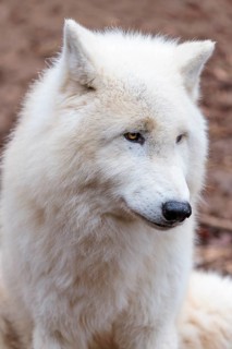 Portrait of an Arctic wolf (Canis lupus arctos). Captive