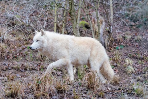 Arctic wolf (Canis lupus arctos), one animal, walking, forest, side view, captive
