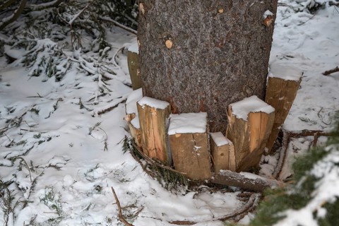 Wooden pegs fix Christmas tree, Turku, Finland