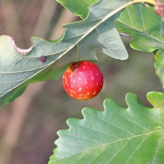 Common oak gall wasp (Cynips quercusfolii) on a leaf of an English oak, Wilnsdorf, North