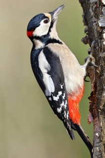 Great spotted woodpecker (Dendrocopus major), male, foraging on the trunk of a common birch (Betula