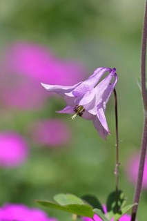 Columbine (Aquilegia vulgaris), pink flower at the edge of a forest, in spring, Wilnsdorf, North