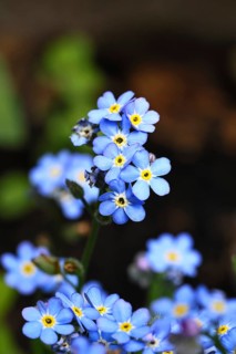 Marsh forget-me-not (Myosotis palustris), true forget-me-not in bloom in spring, Wilnsdorf, North