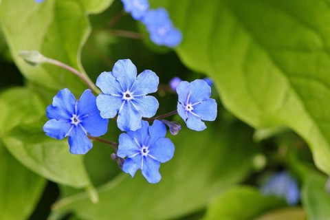 Garden forget-me-not (Myosotis), blue flowers, ornamental plant, ornamental flower, flower, botany,