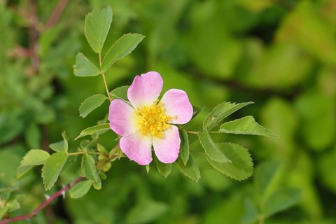 Dog rose (Rosa canina), dog rose, flower, North Rhine-Westphalia, Germany