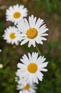Daisy (Leucanthemum vulgare), several flowers in a meadow, close-up, macro, Wilnsdorf, North