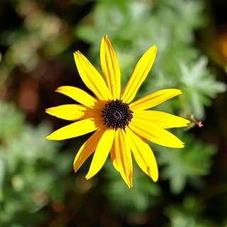 Yellow coneflower (Echinacea paradoxa), yellow flower in a garden, Wilnsdorf, North