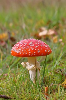 Red fly agaric (Amanita muscaria), fruiting body, in a meadow, close-up, Wilnsdorf, North