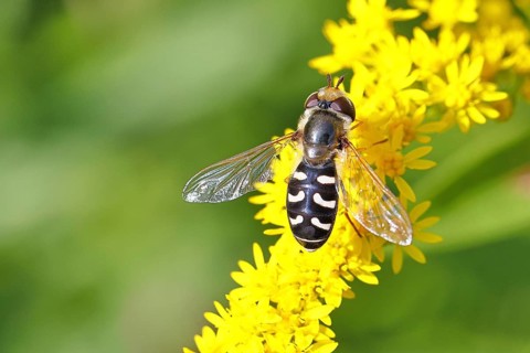 Scaeva pyrastri (Scaeva pyrastri), on Solidago canadensis (Solidago canadensis), Wilnsdorf, North