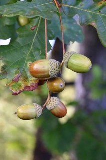 Acorns and leaves of the English oak (Quercus robur), autumn, Wilnsdorf, North Rhine-Westphalia,