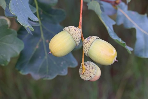 Acorns and leaves of the English oak (Quercus robur), autumn, Wilnsdorf, North Rhine-Westphalia,