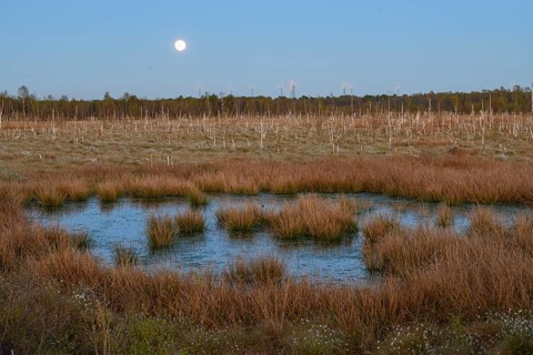 Moon over extensive moor landscape with water areas and plants, birch forest (Betula pendula) in