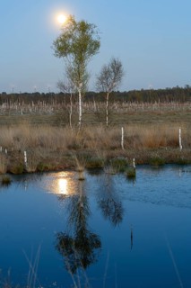 Moon over birch trees with reflection in the water in a quiet landscape, birch forest (Betula