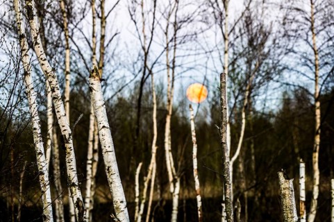 Birch forest (Betula pendula) in the evening light with rising full moon in the background,