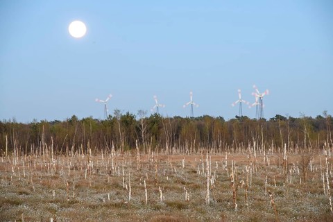 Moor landscape in daylight with moon and wind turbines on the horizon, birch forest (Betula