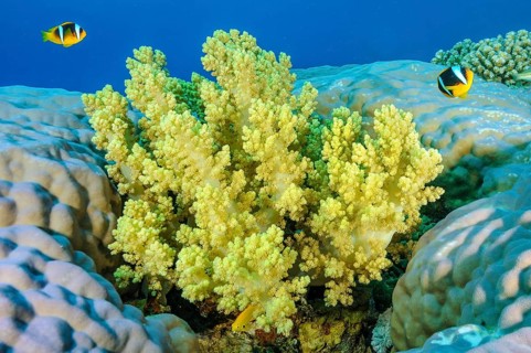 Underwater photo of yellow soft coral (Dendronephthya) growing between hard corals (Scleractinia)