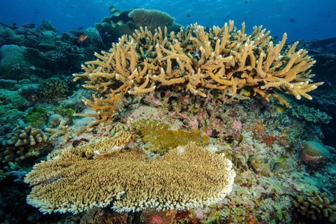 Underwater photo of healthy intact coral Small colony of staghorn coral (Acropora robusta) growing