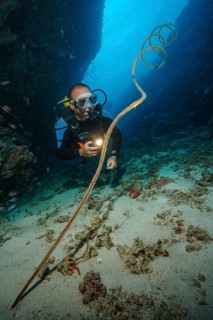 Underwater photo diver looking at illuminated spiral wire coral (Cirrhipathes spiralis), Indian