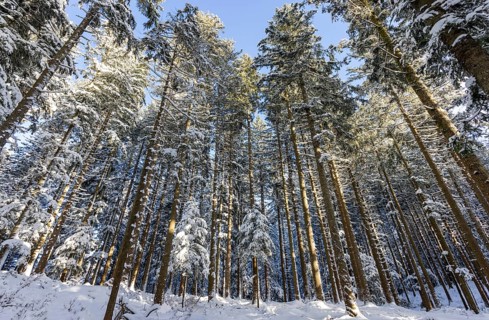 Winter landscape, snow-covered spruce forest, Picea abies, looking up into the treetops, winter,