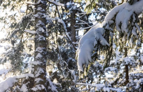 Winter landscape, snow-covered spruce forest, Picea abies, winter, Mondseeland, Salzkammergut,