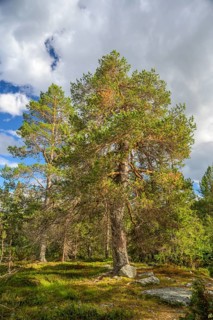 Large pine forest under blue sky with white clouds, peaceful atmosphere, Gutulia National Park,