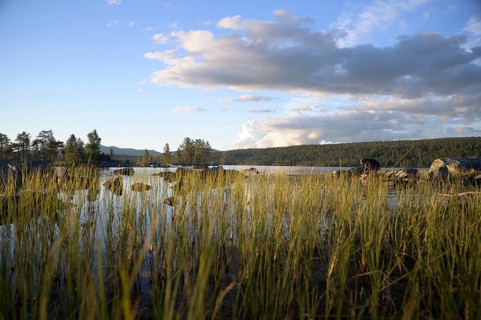 Tall grasses on lake shore, calm water area under partly cloudy sky, Gutulia National Park,
