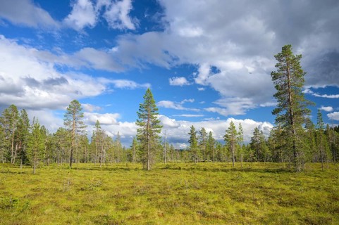 Green moor area with scattered trees under a blue, cloudy sky, Gutulia National Park, Innlandet,