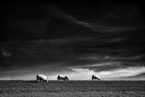 Dike sheep (Ovis gmelini aries) grazing on a pasture under a dramatic sky with clouds, Wadden Sea