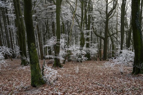 Snowy forest with bare trees and an atmosphere of peace and melancholy, Teutoburg Forest,
