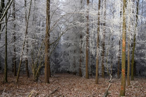 A quiet winter forest with snow-covered trees and still soil, Teutoburg Forest, Osnabrücker Land,