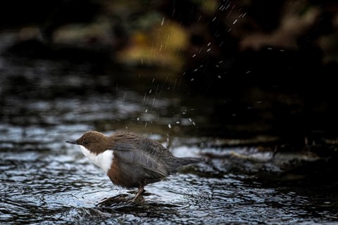 A dipper (Cinclus cinclus) shakes water from its feathers while standing in the river, Osnabrücker
