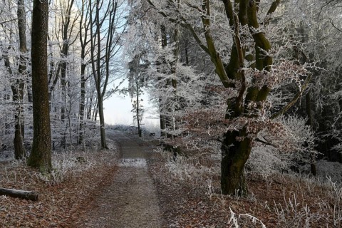 A mystical winter forest on the Hermannsweg with a trail lined with snow-covered trees, Teutoburg
