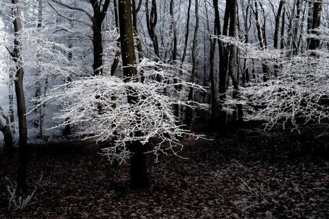 Black and white forest with icy branches and cool, dark atmosphere, Teutoburg Forest, Osnabrücker