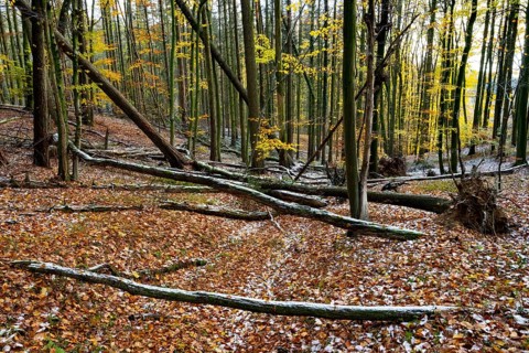 An autumnal forest with fallen branches and colorful leaves on the ground, Teutoburg Forest,