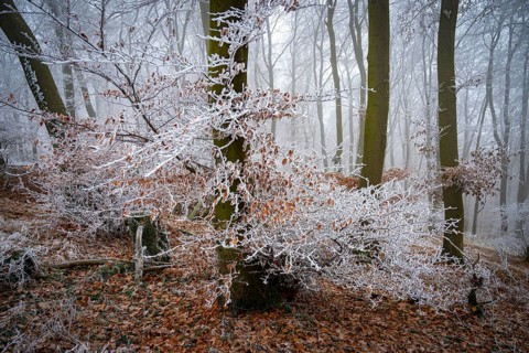 Frosty white branches in a foggy winter forest create a mystical atmosphere, Teutoburg Forest,