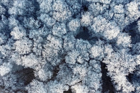 Dissen, Dissen am Teutoburg Forest, Lower Saxony, Germany, Snow-covered treetops form a dense, icy