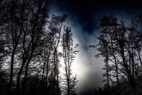 Black tree silhouettes against a dramatically cloudy night sky, Teutoburg Forest, Osnabrücker Land,