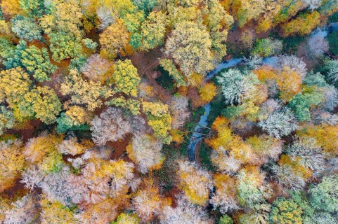 Melle, Lower Saxony, Germany, a small stream snakes through colorful autumn trees from a bird's eye