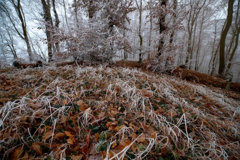 Frosty forest floor with icy leaves and foggy trees in a winter atmosphere, Teutoburg Forest,