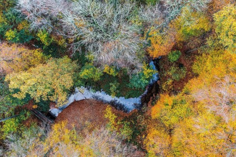 Melle, Lower Saxony, Germany, aerial view of an autumnal forest with colorful foliage and a small
