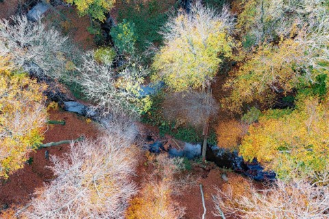 Melle, Lower Saxony, Germany, Colourful autumn landscape with stream leaves and trees from a bird's