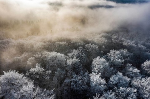 Dissen, Dissen am Teutoburg Forest, Lower Saxony, Germany, Snowy treetops rise in the thick morning