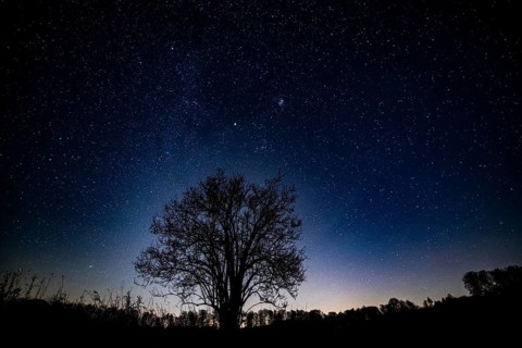 A solitary elderberry bush (Sambucus nigra) silhouetted against a starry night sky, Melle,