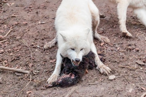 Arctic wolf (Canis lupus arctos), protecting prey against the other members of the pack, sheep,