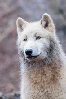 Portrait of an Arctic wolf (Canis lupus arctos). Captive